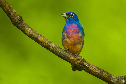 Rose-bellied bunting